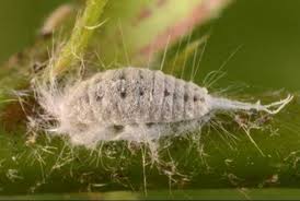 Image result for Diospyros virgata