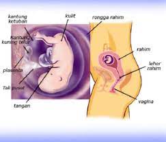 Maybe you would like to learn more about one of these? Perkembangan Janin Usia 11 Minggu Bidanku Com
