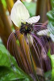 White Bat Flower Unusual Flowers Beautiful Flowers Amazing Flowers