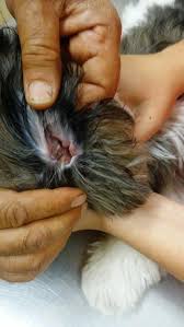 I was very impressed that, when we discovered i had my appointment dates wrong, the staff so graciously made it possible for the vet (dr. Dog And Cat Veterinary Clinic 4338 East Shields Avenue Fresno Reviews And Appointments Topvet