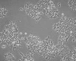Image of HEK293hERG cell line