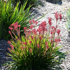 Image result for Anigozanthos
