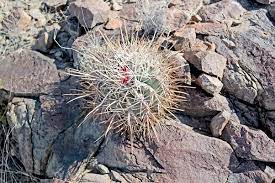 Cactus is a plant suitable for soil changes every few years. How Has The Cactus Been Able To Grow In Sandy Nutrient Depleted Soil Quora