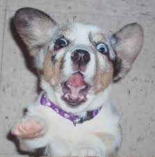 Can dogs be afraid of heights? Does Comforting A Scared Dog Reinforce Its Fear Dog Memes Dog Behavior Cute Puppies