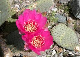 These species bloom about two weeks earlier in western arizona. Arizona Desert Wildflower Pictures Wanderwisdom