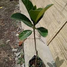 Ketika awal berdiri, produk yang kami pilih adalah lavender. Halaman Download Jual Bibit Nangka Mini Kuning Bibit Tanaman Online Oktober 2