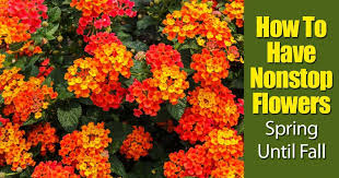 Topiary forms are perfect for accenting borders or displaying in. Lantana Bush Care How To Grow Lantana Plant And Trees Guide