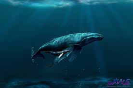 View and download for free this humpback whale wallpaper which comes in best available resolution of 1152x864 in high quality. Whales Wallpaper By Inankilic On Deviantart