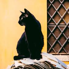 Black cat facts the egyptians thought black cats to be lucky black cat appreciation day held on august 17th every year. Black Cat Appreciation Day Lets Celebrate And Learn About Black Cats