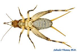 Image result for Philenoptera bussei