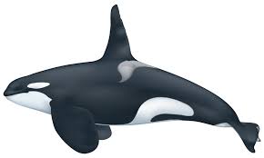 Orca Killer Whale