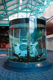 What To Know Before You Go: Ripley'S Aquarium Of The Smokies In Gatlinburg