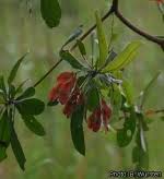 Image result for Terminalia sericea ×  trichopoda