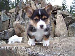 Black And Brown Corgi Color Of A Tri Pup Pembroke Welsh Corgi Corgi Corgi Dog