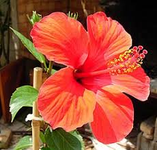 Image result for Hibiscus rhabdotospermus