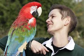 Poncho the parrot: World's oldest parrot, 87, is a Hollywood legend,  squawks catchphrases from Ace Ventura... and loves attacking the paparazzi 