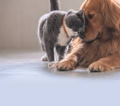 Our health care staff offers you and your pet(s) prompt, courteous, and compassionate service. Wellesley Animal Hospital Veterinarians In Wellesley