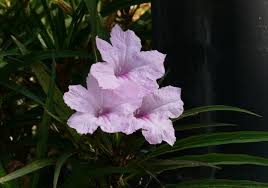 Image result for Ruellia cordata