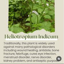 Image result for Cnestis