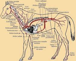 071129054042178351463005 Jpg 451 361 Horse Facts Animals And Pets Horses