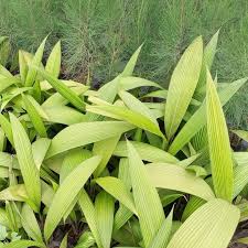 Image result for Curculigo