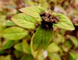 Image result for Spermacoce arvensis