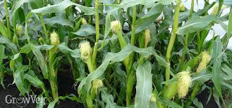 Choose a sunny spot for planting corn. Growing Sweet Corn From Sowing To Harvest