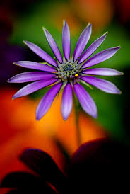 Pin By Elena Udovicic On Garden Hd Flower Wallpaper Flower Images Hd Hd Wallpapers 1080p