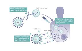 Ribosomes are complex machinery in the cells that are responsible. How Were Mrna Vaccines Developed For Covid 19 Health Feedback