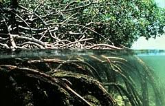 Indonesia adalah negara dengan jumlah mangrove terbanyak di dunia. Hutan Bakau Wikipedia Bahasa Indonesia Ensiklopedia Bebas