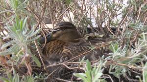 Ein glücklicher erpel mit zwei netten damen. Ente Brutet An Tankstelle Sat 1 Nrw Die Infopage Zur Sendung