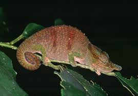 Image result for Nemum angolense