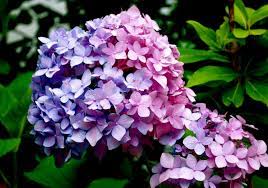 Ombre Hydrangea Hydrangea Flower Planting Flowers Trees To Plant