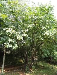 Image result for Hartliella