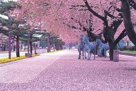 See Cherry Blossoms In Japan Cherry Blossom Japan Aomori Japan Sakura
