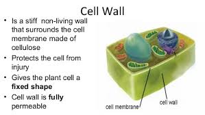 Plant Animal Cell