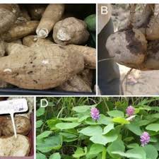 Image result for Sphenostylis