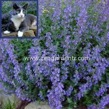 Kedi Cimi Nasil Yetistirilir