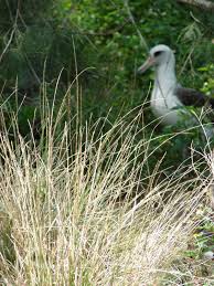 Image result for Sporobolus tenuissimus