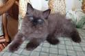 Chocolate Bicolor Ragdoll - Yogi Bear - Lions Royale