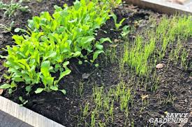 We did not find results for: Vegetables To Grow In Winter 8 Crops For Winter Harvesting