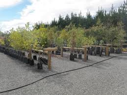 Maybe you would like to learn more about one of these? Greenlinc Nursery Landscaping Services Weedons Selwyn Christchurch New Zealand