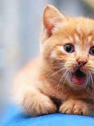 We did not find results for: Free Download Cute Cat Wallpapers Cute Cat Wallpapers For Desktop And Mobile Screen 1920x1200 For Your Desktop Mobile Tablet Explore 48 Kawaii Wallpapers For Desktop Hd Cute Wallpaper For