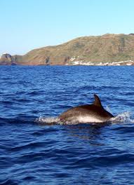 .azoren, zu der neben der hauptinsel noch santa maria und die vielen winzigen inseln der formigas gehören, sondern da die östliche gruppe der azoren am nächsten am europäischen festland liegt. Santa Maria Wahoo Diving