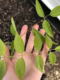 Huge sale on blue moon wisteria now on. Blue Moon Wisteria A Free Blooming Cold Hardy Native Wisteria Vine Home For The Harvest