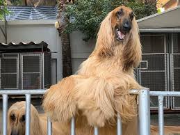 Its long, silky fur, narrow head, almond eyes, level mouth, and lanky frame give it a regal look. The Afghan Hounds Me Home Facebook