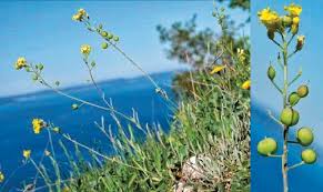 Image result for Aurinia