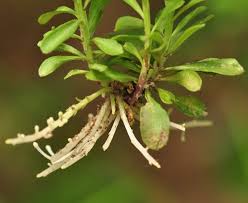 Image result for Polygala francisci