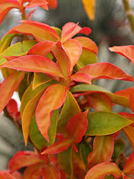 Image result for Pereskia aculeata