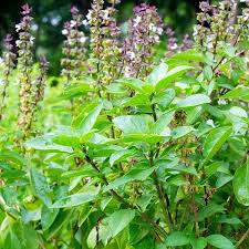 Image result for Ocimum